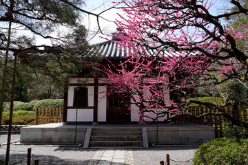 Japanischer Garten, Haus, Garten, Kirschblüte, Sakura, Ume (Prunus mume), Japanische Aprikose, Japanische Pflaume, Winterkirsche, rosa, rot, pink, Blüte, blühen, Frühling, Asien, Japan, Kyoto