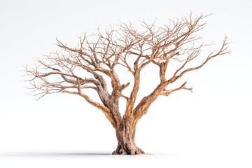 Obraz premium Isolated, bare, desert tree against white