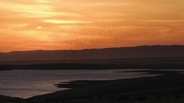 Murmuration at sunset over the lake is a fascinating phenomenon, here a large flock of birds, starlings, jackdaws or crows, synchronously and dynamically move in the air, forming bizarre figures remin
