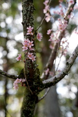 Rosa Blüte, Kirsche, Kirschblüte, pink, Prunus subhirtella, Schneekirsche, Winterkirsche, Frühlingskirsche, Higankirsche, Rosengewächse (Rosaceae), Kyoto, Japan, Bokeh