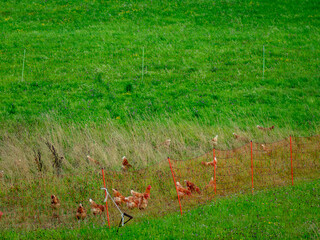 Frei laufende Hühner am Hühnerwagen