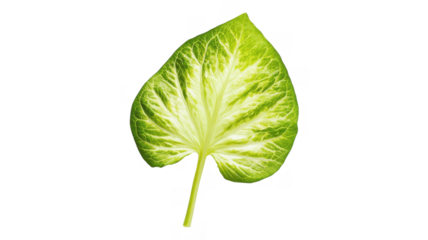 Vibrant green leaf showcasing intricate veins and lush texture against a bright background