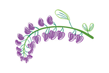 Purple wisteria flowers on a green stem isolated on transparent background