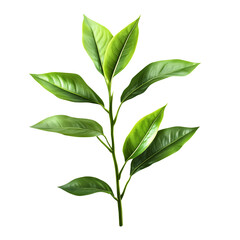 Obraz premium Vibrant Fresh Green Leaves Plant Against Transparent Background