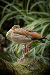 Egyptian Goose on a pond