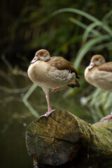 Egyptian Goose on a pond