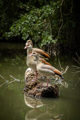 Egyptian Goose on a pond