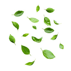 Fresh Green Beans Falling on White Background - Isolated Concept