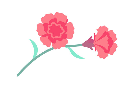 Two pink carnation flowers on a stem isolated on transparent background