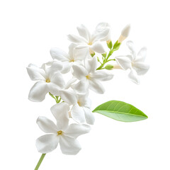 Fototapeta premium White Jasmine Blossoms in Natural Light - Exquisite Floral Photography