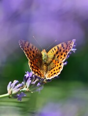 Kleiner Perlmuttfalter (Issoria lathonia) auf Lavendel, vertikal