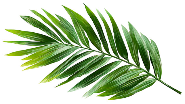 Tropical green palm leaf on a transparent background - Powered by Adobe