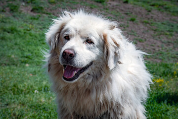 golden retriever dog