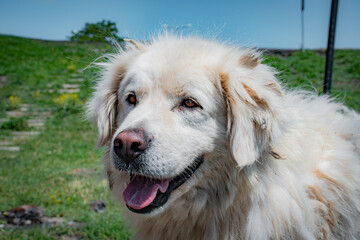 golden retriever portrait