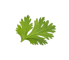 Fresh cilantro isolated on white. Aromatic condiment