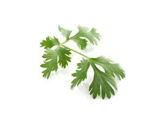 Leaf of aromatic cilantro isolated on white