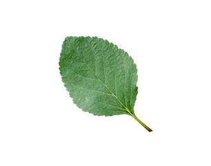 Fototapeta premium One cherry tree leaf isolated on white