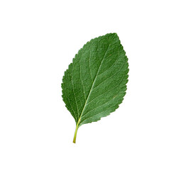 One cherry tree leaf isolated on white