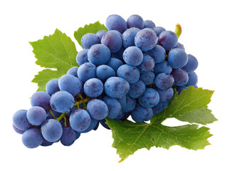 Close-up of a bunch of ripe, dark-blue grapes with green leaves