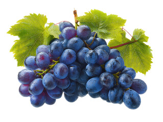 Fototapeta premium Close-up of bunch of dark purple grapes with vibrant green leaves