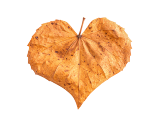 Autumn leaf fall foliage nature yellow plant season flora backdrop heart on transparent background