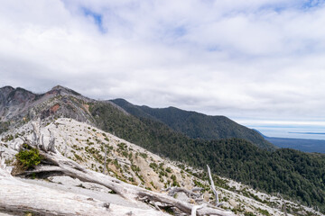 Dead trees covering mountain ridge overlooking chilean patagonia landscape
