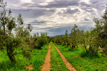Naklejka premium Landscape inside the olive grove near the pine forest of Marina di Castagneto Carducci Livorno Tuscany Italy