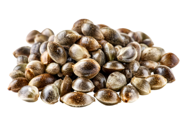 Hemp seeds pile close up macro shot natural product