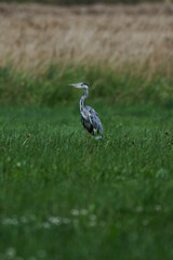 Graureiher auf einem Feld 