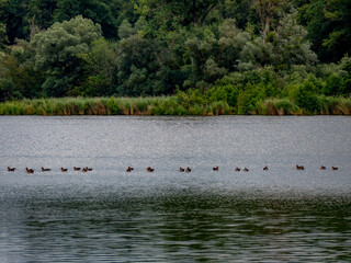 Viele Enten schwimmen in einem See