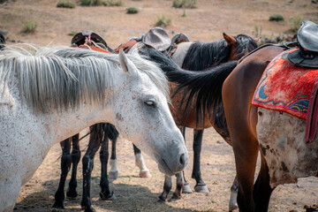 Fototapeta premium horse and foal
