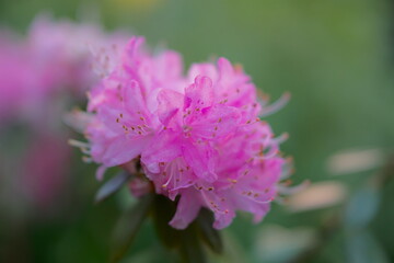 Bright pink rhododendron flowers in full bloom
