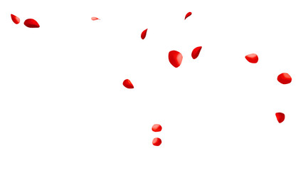 赤いバラの花びらの乱舞：背景透過