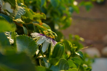 Passion fruit flower with Green leaves  in natural sunlight