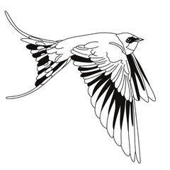 Bird icon. Bird feather silhouette symbol. Bird collection isolated.	