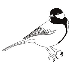 Bird icon. Bird feather silhouette symbol. Bird collection isolated.	