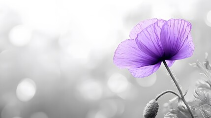 Stunning Purple Poppy Flower Closeup in Monochrome Background