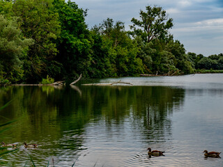 Viele Enten schwimmen in einem See