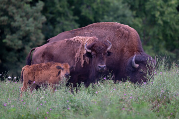 Three buffalo roam