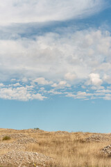 field of dried thistle and blue sky