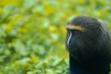 Side profile of a De Brazza's monkey among yellow-green foliage