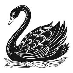 Elegant black swan swimming on water, isolated on white background