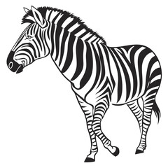 Illustration of a zebra isolated on white background