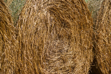 Heuballen nahaufnahme Makro