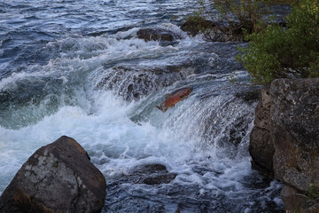 Trout jumping out of water