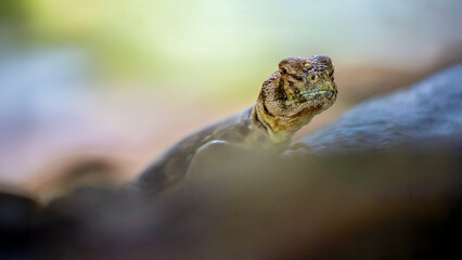 Portrait of a Oman Spiny-tailed Lizard resting on a stone in a terrarium. Uromastyx thomasi, Loiret 45, région Centre Val de Loire, France, European Union, Europe