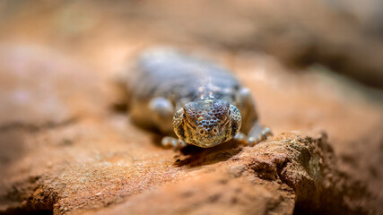 Oman Spiny-tailed Lizard resting on a stone in a terrarium. Uromastyx thomasi, Loiret 45, région Centre Val de Loire, France, European Union, Europe