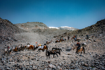 herd of horses