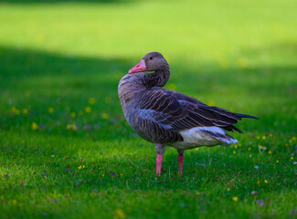 Greylag Goose Standing on Grass