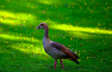 Egyptian Goose Walking Across Field